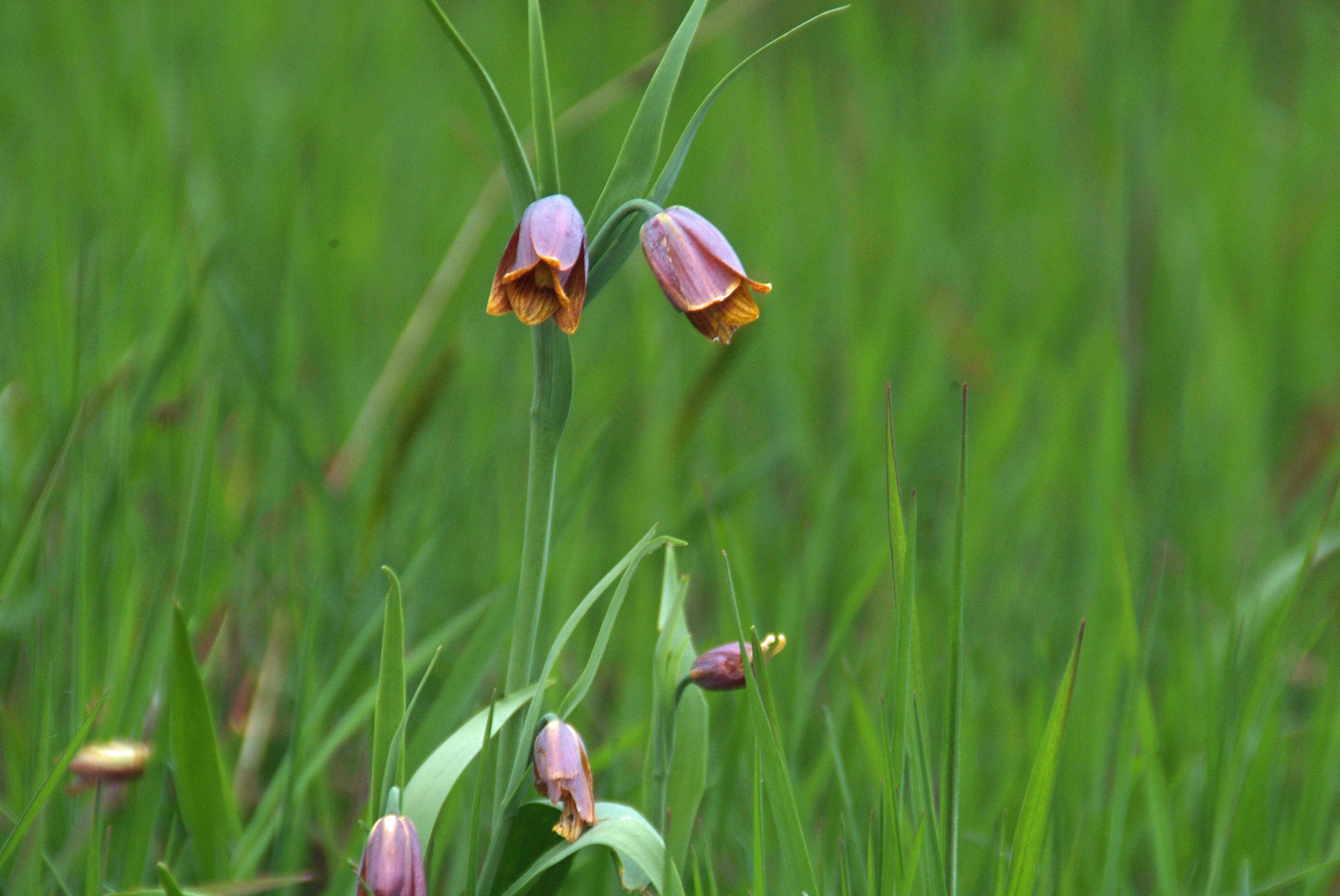 Fritillaria uva-vulpisVossendruif bestellen